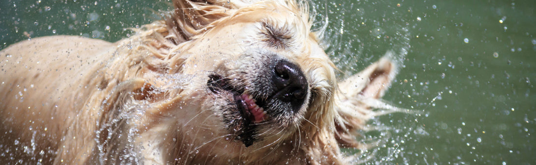 HOW TO REMOVE PET ODOR & STAINS FROM YOUR INTERIOR