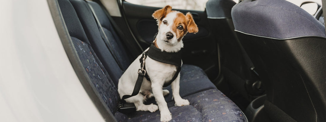 HOW TO GET RID OF DOG SMELL IN CAR